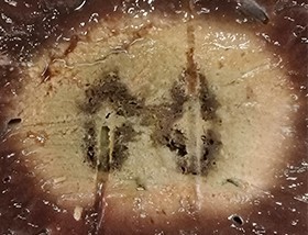 Система микроволновой абляции Dophi M150E поддерживает режим одновременной абляции двумя иглами. Максимальная площадь абляции 4,8х6,5 см за 15 мин.