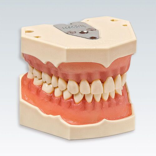 Стоматологические модели челюстей и зубов Frasaco - Учебные стоматологические модели